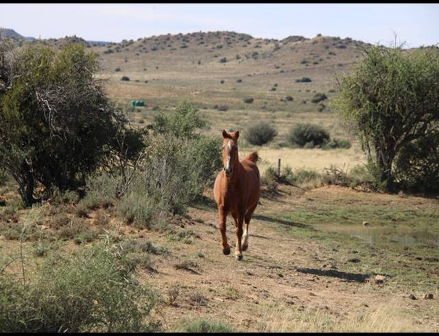 31HA FARM FOR SALE IN MIDDELBURG RURAL